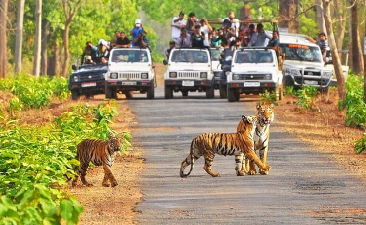 BIG NEWS :मप्र के सैलानियों के लिए बड़ी खुशखबरी,1 अक्टूबर से खुलेंगे टाइगर रिजर्व,करे बुकिंग,पढ़े खबर