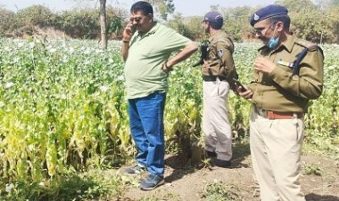 BIG BREAKING: काले सोने की अवैध खेती पर CBN की फिर बड़ी कार्यवाही, मौके पर पहुंचे टीम के सदस्य, नष्टीकरण की प्रक्रिया शुरू, पढ़े खबर