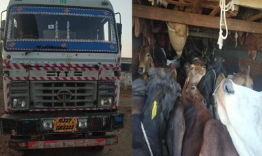 BIG NEWS: ट्रक में लोड किए गौवंश, और महाराष्ट्र तक तस्करी का सफर, बीच में मिली YD नगर पुलिस, फिर ताबड़तोड़ कार्यवाही, मौके से मंदसौर के तीन आरोपी गिरफ्तार, पढ़े ये खबर