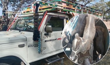 BIG NEWS: राजस्थान से नीमच होते हुए महाराष्ट्र तक तस्करी, हाईवे पर मिली मल्हारगढ़ पुलिस, फिर ताबड़तोड़ कार्यवाही, गौवंश मुक्त, तो पिकअप जब्त, नाबालिग सहित तीन गिरफ्तार, पढ़े नरेंद्र राठौर की खबर