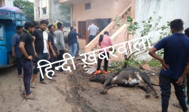 NEWS: कुमारिया विरान में अचानक फैला करंट, दो गायों की मौत, तो दो की इस दल ने बचाई जान, बिजली विभाग की टीम पहुंची मौके पर, और फिर...! ,पढ़े खबर