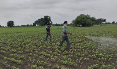 NEWS; मौसम ने ली करवट, तो अन्नदाताओं की परेशानी बढ़ी, खेतों में खड़ी फसलों को नुकसान, अब कर रहें ये जतन, पढ़े मनीष जोलान्या की खबर