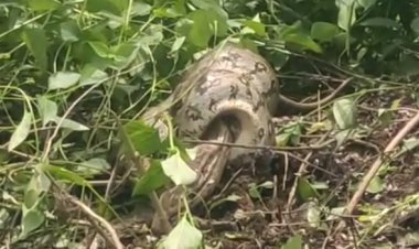 OMG ! झाड़ियों में दिखा अजगर, तो ग्राम मालाहेड़ा में फैली दहशत, फिर वन-विभाग को मिली सूचना, मौके पर पहुंची रेस्क्यू टीम, और फिर...! पढ़े ये खबर