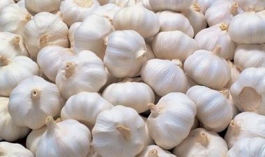 OMG : किसानों की चांदी करने वाली लहसुन जमीन पर,भाव सुन आप भी हो जायेंगे हैरान,आखिर क्या है कारण, पढ़े ये खास खबर