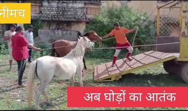 BIG NEWS : पहले नीमच में कुत्तो ओर मवेशियों का आतंक,अब घोड़ो ने भी मचाया उत्पात,फिर हुई शिकायते,तो नपा अमले ने लगाई दौड़,मशक्कत के बाद ऐसे लिया कब्जे में,तो आई जान में जान,पढ़े मनीष राव की ये खबर