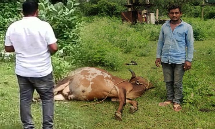 BIG NEWS: करंट की चपेट में आने से गाय की मौत, सरपंच राठौर को मिली सूचना, तत्काल पहुंचे ग्राम लेवड़ा, इन अधिकारीयों से किया संपर्क, फिर किसान को दिया ये आश्वासन, क्या विधुत विभाग की लापरवाही से हादसा..! पढ़े ये खबर