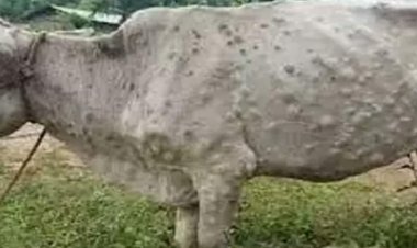 NEWS: ग्राम जाट में लंपी वायरस से 1 गाय की मौत के बाद भी नहीं जागा जिला प्रशासन पढ़ें यह खबर