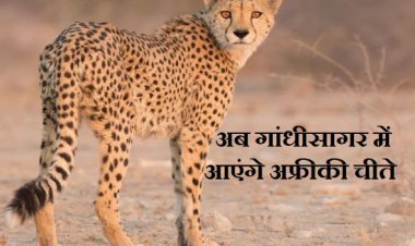 BIG NEWS: दूसरे चरण में गांधी सागर में आएंगे अफ्रीकी चीते, इतने नर, तो इतने मादा लाने की तैयारी, नामीबिया के जंगलों में TIGER के साथ रहा जावरा का ये युवक, पढ़े खबर