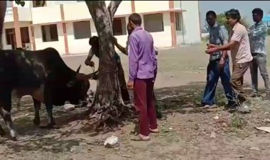 NEWS: ग्राम कुंडला में पशुओं को लगाए लंपी वायरस से बचाव के टीके, सींग पर लाल रंग से बनाया निशान, पढ़े खबर