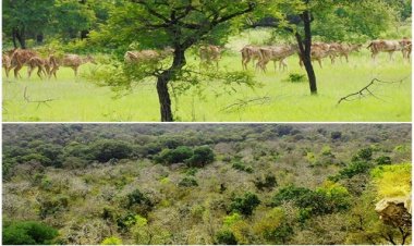 WOW ! अब गांधी सागर बनेगा अफ्रीकी चीतों का नया ठिकाना, इतने नर-मादा TIGER अफ्रीका से लाने की तैयारी, क्यों  अनुकूल है यह अभयारण्य, पढ़े ये खबर