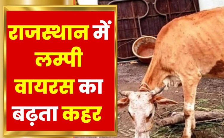 BIG REPORT: राजस्थान में लंपी बरपा रहा कहर, अब तक 50 हजार से अधिक गायों की मौत, जाने क्या है वायरस का सच, और क्या हो सकती है महामारी घोषित...! पढ़े ये खबर
