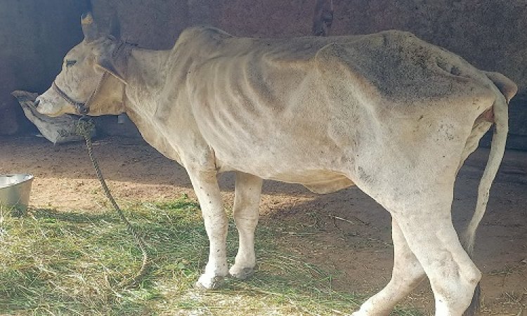 OMG ! नीमच जिले में लंपी वायरस ने पसारे पैर, चीताखेडा क्षेत्र में इतनी गायों में दिखाई दिए लक्षण, सूचना के बाद ये टीम हुई एक्टिव, पढ़े खबर