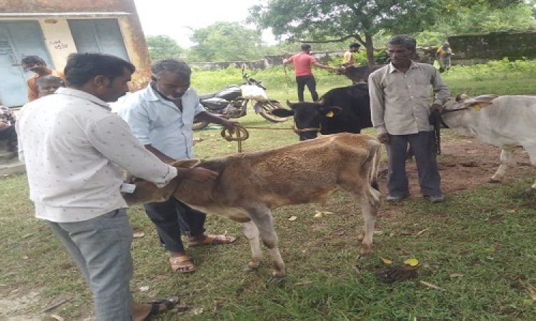 NEWS: लम्पी वायरस का बढ़ता खतरा, एक्शन मोड में जिला प्रशासन, चीताखेड़ा में सैकड़ों गौवंश को लगाया टीका, क्या बोले पशु चिकित्सक, पढ़े खबर