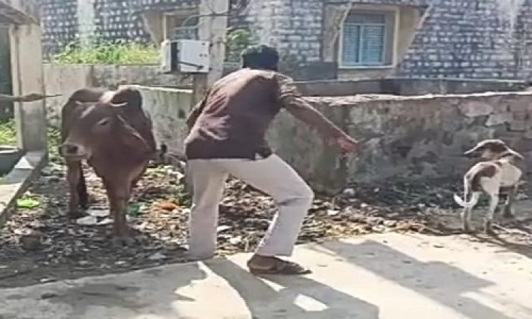 NEWS: गायों में बढ़ता लम्पी का खतरा, विहिप कार्यकर्ता पहुंचे ग्राम भाटखेड़ी, चलाया ये बड़ा अभियान, पढ़े मनीष जोलान्या की खबर