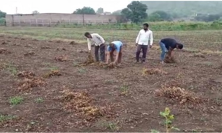 NEWS: जिले में लगातार बारिश का दौर, सोयाबीन की फसल में नुकसान, तो किसान हुए परेशान, वित्तमंत्री से की मुहावजे की मांग, पढ़े खबर