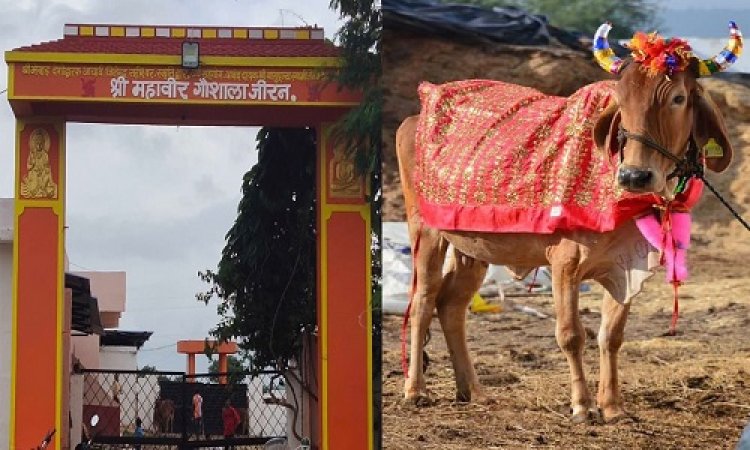 NEWS: गोपाष्टमी पर्व, गौवंश का विशेष श्रृंगार, सैकड़ो क्विंटल लापसी का आहार, जीरन में मालवांचल का अनूठा आयोजन, गौमाता के लिए भव्य अन्नकूट, पढ़े खबर