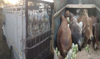 BIG NEWS: चीताखेड़ा में चैकिंग पॉइंट, और सामने से आती पिकअप, चालक की पुलिस पर पड़ी नजर, तो खेतों में लगाई दौड़, वाहन की तलाशी में खुला राज, पढ़े खबर