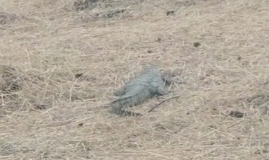 OMG ! ग्राम कड़ीखुर्द में दहशत फैलता मगर, वन विभाग को मिली सूचना, और मौके पर पहुंची टीम, जैसे ही शुरू किया रेस्क्यू, तो ग्रामीणों के भी उड़े होश...! आखिर ऐसा क्या हुआ, पढ़े मनीष जोलान्या की खबर