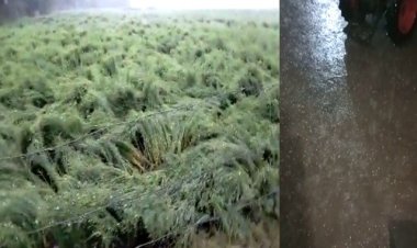 OMG ! नीमच जिले में बेमौसम बरसात, मनासा क्षेत्र में किसान मायूंस, खेत में खड़ी फसल को नुक्सान, देर रात आसमान से बरपा कहर, पढ़े खबर
