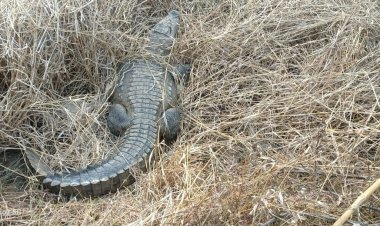 NEWS: सरकारी नाले में दिखा मगर, तो नई ननोर गांव में दशहत, फिर वन विभाग का अमला मौके पर, किया रेस्क्यू, पढ़े खबर