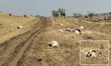 BIG BREAKING: ग्राम हरवार के जंगलों में लाशों के ढेर, तहसीलदार और पुलिस अधिकारी मौके पर, डॉक्टरों को भी बुलाया, किसकी मौत बनी रहस्य, और कैसे होगा खुलासा...!  मामला- जीरन थाना क्षेत्र का, पढ़े ये खबर