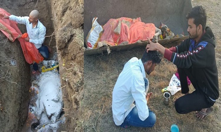 BIG NEWS: गौमाता का निधन, तो परिवार में शोक, एक सदस्य ने कराया मुंडन, फिर मृत्यु भोज भी, मामला नीमच जिले के इस गांव का, पढ़े खबर