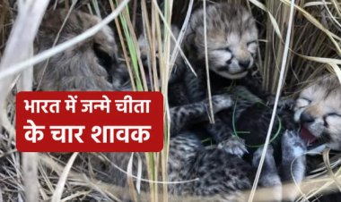 BIG NEWS: कूनो नेशनल पार्क से बड़ी खुशखबरी, चीता के चार शावकों का जन्म, 75 साल बाद बदला भारत की भूमि पर इतिहास, CM शिवराज ने किया ट्वीट, पढ़े ये खबर