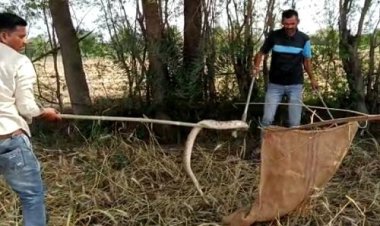 NEWS: खेत पर कुंडली मार बैठा रसेल वाइपर, धीरे-धीरे फैली दशहत, फिर वन विभाग का रेस्क्यू, पकड़ा गया जहरीला सांप, पढ़े खबर