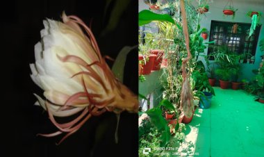 EXCLUSIVE : नीमच में यहां खिला ब्रह्म कमल का फूल, डेढ़ साल की मेहनत का इन्हें मिला फल, शिवजी को चढ़ाने पर वरदान, तो सुख-संपत्ति में भी होती है वृद्धि, एक झलक से चमक सकती है किस्मत..! क्या खासियत, और क्यों है उपयोगी, पढ़े ये खबर