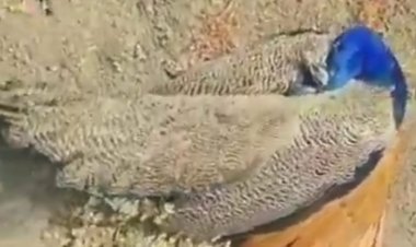 NEWS : मृत अवस्था में मिले राष्ट्रीय पक्षी मोर, ग्रामीण ने वन विभाग को दी सूचना, अधिकारी बोले पीएम के बाद पता चलेगा कारण, पढ़े खबर