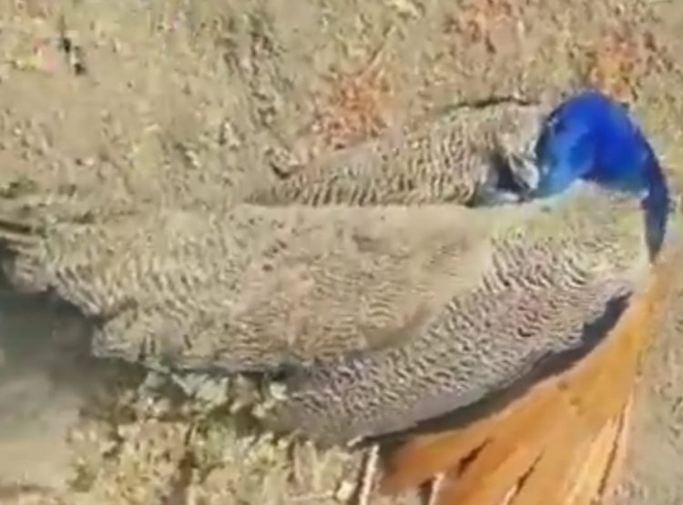 NEWS : मृत अवस्था में मिले राष्ट्रीय पक्षी मोर, ग्रामीण ने वन विभाग को दी सूचना, अधिकारी बोले पीएम के बाद पता चलेगा कारण, पढ़े खबर