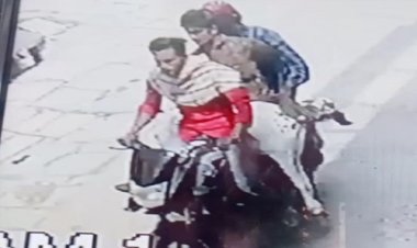 OMG ! राह में अपना पेट भरता ये बेजुबान पशु, फिर बाइक सवार बदमाश आये, और दिया इस वारदात को अंजाम, दशरथ पहुंचा मनासा थाने, अब पुलिस कर रही जांच, क्या हैं पूरा मामला...! पढ़े ये खबर