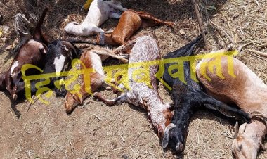 OMG ! रामपुरा क्षेत्र में इस खूंखार जानवर का तांडव, बारी-बारी से किया शिकार, इन्हें उतारा मौत के घाट, लाशों के ढेर देख कांप गई रूह, फिर खाकी पहुंची मौके पर...! पढ़े खबर और जाने पूरी घटना