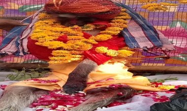 BIG NEWS : जीरन क्षेत्र में वानर की मौत, फिर ग्रामीण हुए इकट्ठे, और लिया ये बड़ा फैसला, निकली शवयात्रा, और उसके बाद...! पढ़े ये खबर