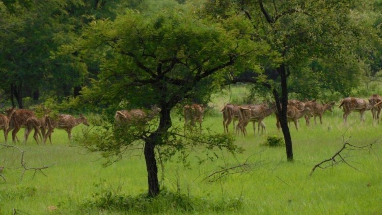 BIG NEWS: कूनो अभयारण्य में चीतों की संख्या बड़ी, अब समय से जल्दी आएंगे गांधी सागर में, वनकर्मियों को ट्रेनिंग शुरू, तो बाड़े बनाने की भी तैयारी, क्या बोले DFO...! पढ़े ये खबर