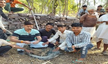 OMG ! बड़ावदा में निकला ये खूंखार जानवर, तो ग्रामीणों में फैली दहशत, फिर वन विभाग की टीम पहुंची मौके पर, रेस्क्यू कर पकड़ा, क्या है मामला...! पढ़े ये खबर