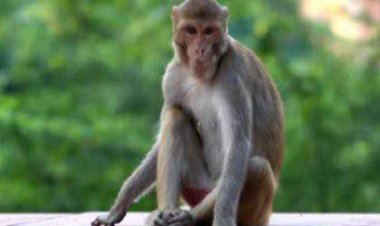 OMG ! MP के इस जिले में पकड़ाया ''मोस्ट वांटेड'' बंदर, खौफ इतना... की लोग बंदूक के साथ देते पहरा, सिर पर जैसे ही रखा 21 हजार का इनाम, फिर...! पढ़े ये खबर