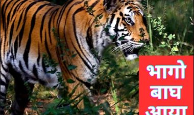 OMG ! भागों-भागों बाघ आया...! बुजुर्ग को बनाया निवाला, आधा शव छोड़ा, खौफ इतना कि, एक दर्जन विद्यालयों का समय बदला, तो दहशत में 14 गांव के लोग, घटना MP के इस जिले की, पढ़े ये खबर