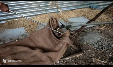 NEWS: ग्राम दुरगपुरा में निकला रसेल वाइपर सांप, वन विभाग ने किया रेस्क्यू, पकड़कर जंगल में छोड़ा, पढ़े ये खबर