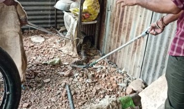 NEWS: बाड़े में दिखा 10 फीट लंबा अगजर, तो लोगों के छूटे पसीने, फिर वन विभाग ने रेस्क्यू कर पकड़ा, छोड़ा इन जंगलों में, पढ़े ये खबर