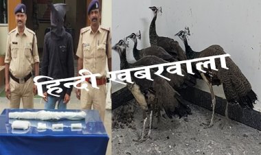 BIG NEWS: शिकार कर बनाते बंधक, सुचना मिलते ही खाकी हुई अलर्ट, फिर सीतामऊ-गरोठ पुलिस की संयुक्त कार्यवाही, इस घर में दी दबिश, 5 मादा मौर को कराया आजाद, कई हथियार भी बरामद, क्या है मामला...! पढ़े ये खबर