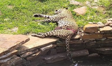 BIG NEWS: मानसून की गस्त, इस वन क्षेत्र में मृत मिला तेंदुआ, जब हुई विभागीय जांच, तो हो गया बड़ा खुलासा, इन दो आरोपियों को किया गिरफ्तार, घटना जानकर उड़ जाएंगे आपके भी होश, पढ़े आजाद नीलगर की खबर