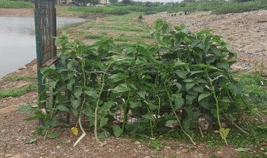 OMG ! करबला के पास तालाब, और इस खूंखार जानवर का मूवमेंट, राहगीर तो दहशत में, पर मोहर्रम का त्यौहार भी, वन विभाग अलर्ट, जब लगाएं पिंजरे, तो घेरे में आया कुछ और ही...! अब रहना होगा सावधान, क्या है पूरा मामला, पढ़े आजाद मंसूरी की खबर