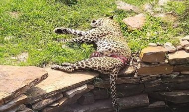 BIG NEWS: तेंदुए का शिकार करने वाले आरोपी गिरफ्तार, फिर इन्होंने जमानती आवेदन किया पेश, अब न्यायालय का फैसला, लिया ये बड़ा एक्शन, मामला सिंगोली क्षेत्र का, पढ़े ये खबर