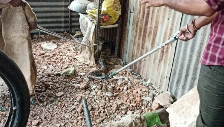 NEWS: बाड़े में दिखा 10 फीट लंबा अगजर, तो लोगों के छूटे पसीने, फिर वन विभाग ने रेस्क्यू कर पकड़ा, छोड़ा इन जंगलों में, पढ़े ये खबर