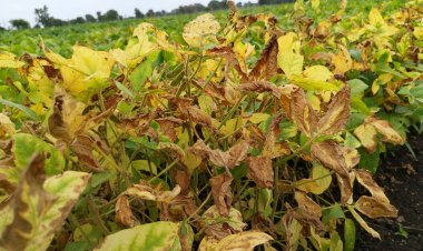 NEWS: पिछले साल अतिवृष्टि, तो इस वर्ष हुई अल्प वर्षा, सरकार ने नहीं दी किसानों को राहत, अन्नदाताओं को थी ये उम्मीद, पर अब...! पढ़े आजाद मंसूरी की खबर