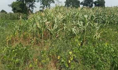 BIG NEWS: बारिश की कमी से क्षेत्र की 70 प्रतिशत फसले बर्बाद, अगर नहीं बरसे बदरा, तो सब कुछ खत्म...! पढ़े कैलाश विश्वकर्मा की खबर