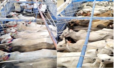 BIG NEWS: तस्करी की सुचना, फिर गौरक्षा दल व नयागांव पुलिस टीम की सयुंक्त बड़ी कार्यवाही, 6 ट्रक व 2 पिकअप जप्त, आठ दर्जन गौवंश बरामद, पढ़े ये खबर