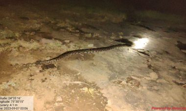 OMG ! रामपुरा के नानी चोहटी मोहल्ले में इस खूंखार जानवर का मूवमेंट, रहवासियों की पड़ी नजर, तो फैल गई दहशत, फिर वन विभाग का अमला पहुंचा मौके पर, रेस्क्यू कर पकड़ा, पढ़े रुपेश सारू की खबर