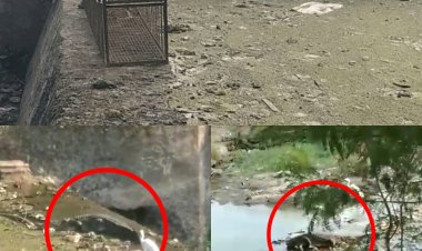 OMG ! नीमच के इस गांव में घूसे 2 विशालकाय जानवर, ग्रामीणों में फैली दशहत, वन विभाग को दी जानकारी, और फिर शुरू हुआ ये ऑपरेशन, पढ़े मनीष जोलान्या की खबर